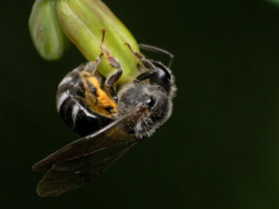 Solitary Bees: Specialist Pollinators for Your Garden Image